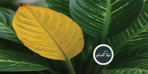درمان زردی و ریزش برگ دیفن‌باخیا