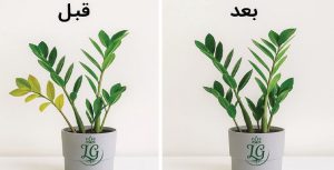 قبل و بعد از درمان زرد شدن برگ زاموفیلیا 