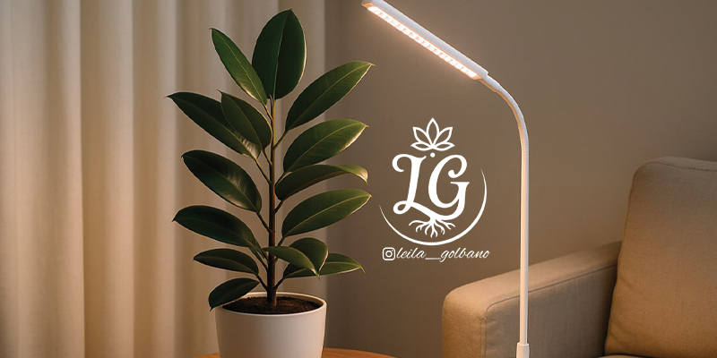 «نگهداری فیکوس در نور کم با چراغ رشد LED – راه‌حل عملی برای خانه‌های تاریک»