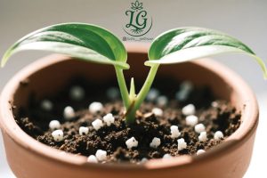 بهترین خاک برای پتوس با زهکشی خوب و پرلیت سفید