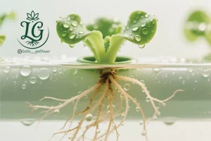 سیستم آبیاری هیدروپونیک و صرفه‌جویی در مصرف آب گیاهان آپارتمانی