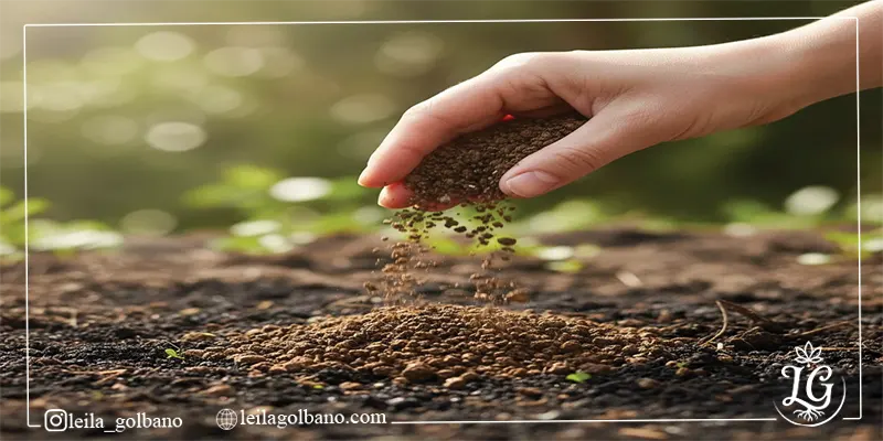 پاشیدن کود ارگانیک دانه‌ای روی خاک توسط دست برای تقویت رشد گیاهان.