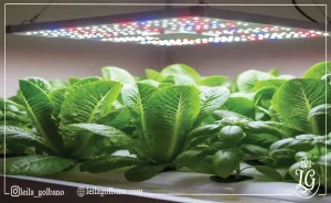 «گیاهان کاهو و ریحان در سیستم هیدروپونیک زیر نور LED فول اسپکتروم برای رشد بهتر» 