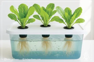 اجرای سیستم DWC هیدروپونیک با گیاهان شناور روی محلول غذایی و ریشه‌های غوطه‌ور در آب اکسیژن‌دار سیستم‌ هیدروپونیک