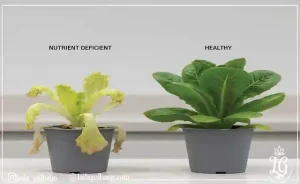 مقایسه گیاه سالم (Healthy) و گیاه دچار کمبود مواد مغذی (Nutrient Deficient) سبزیجات آپارتمانی. 