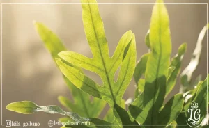 نمای نزدیک از برگ‌های سبز گیاه زیر نور طبیعی، نشان‌دهنده کیفیت نور مناسب برای فتوسنتز. 