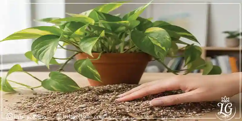 نمونه‌ای از گیاه سالم در خاک سبک برای نشان دادن اینکه خاک گیاهان آپارتمانی چیست و چگونه باعث شادابی گیاه می‌شود